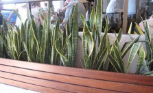 Puikook Design Plants Kwikfynd